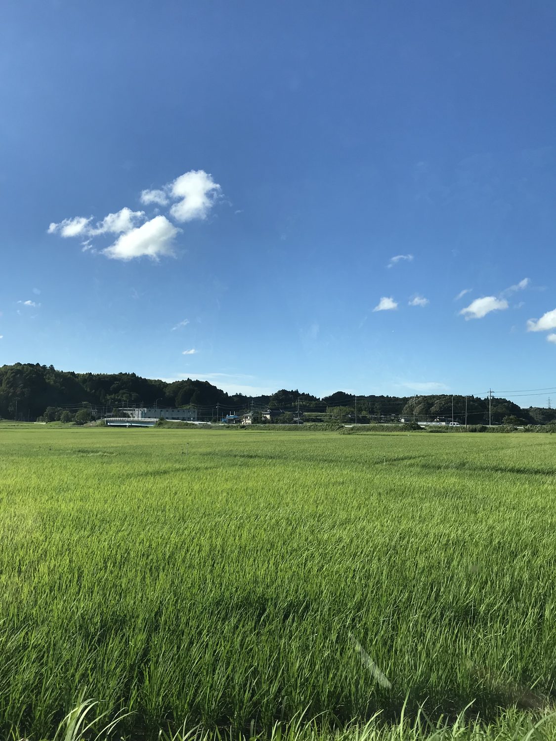 青空の下に広がる緑の田んぼ