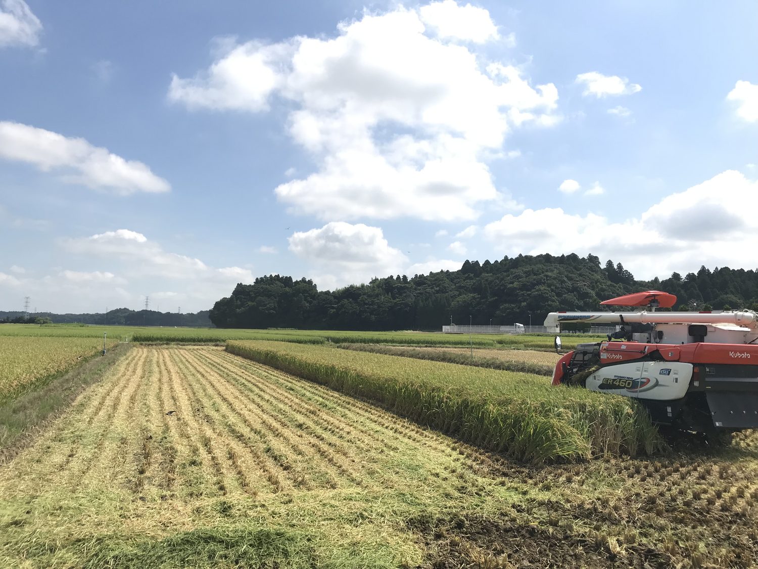青空の下、コンバインで稲を刈り取る田んぼ